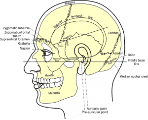 Partes de la cabeza